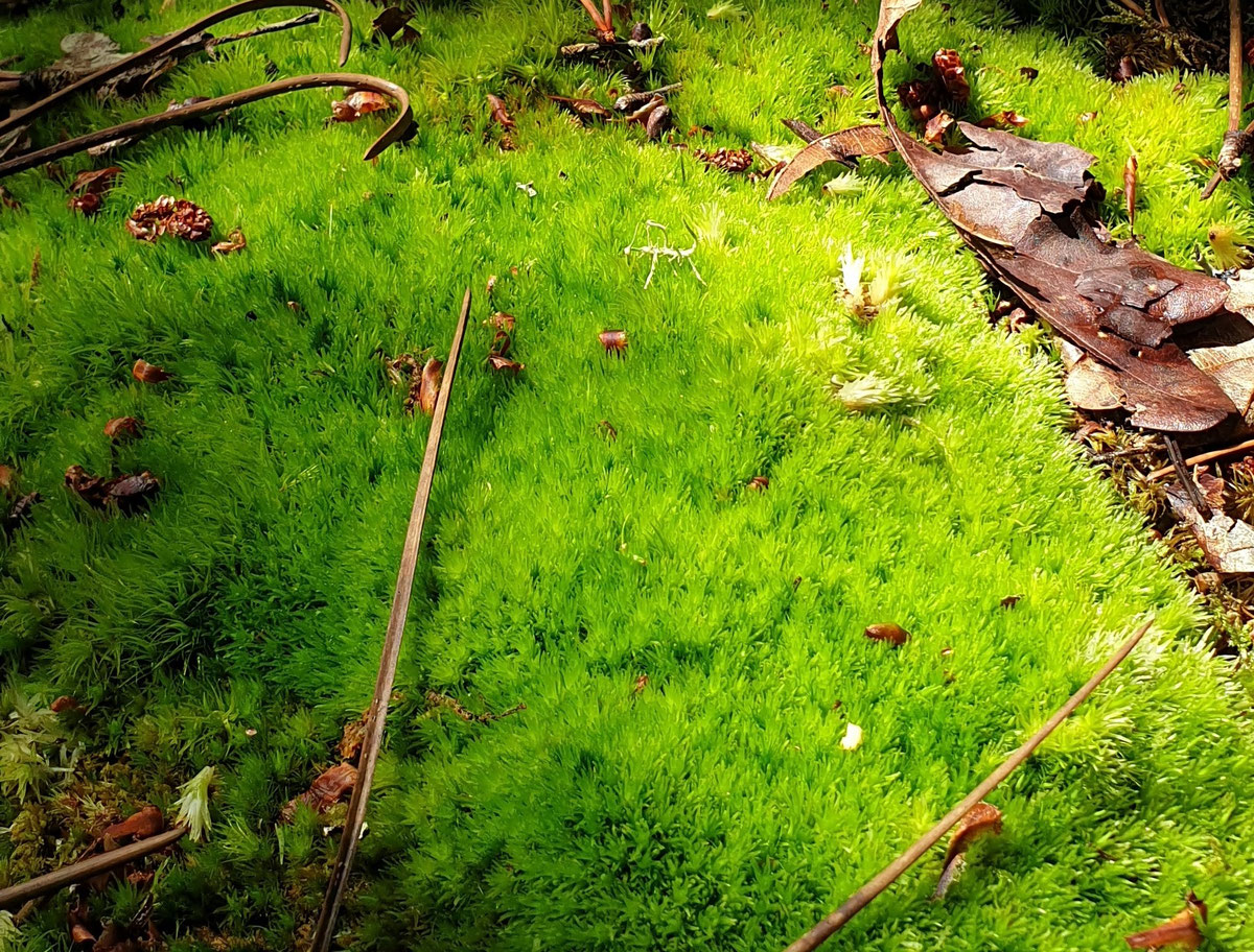 Procédé de fabrication artisanale